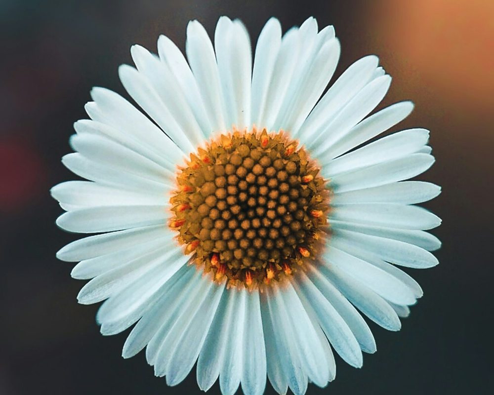 Parcours collectif SOCLE - coeurs en relation