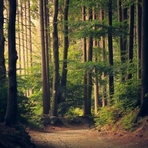 lukasz-szmigiel-jFCViYFYcus-unsplash (1)