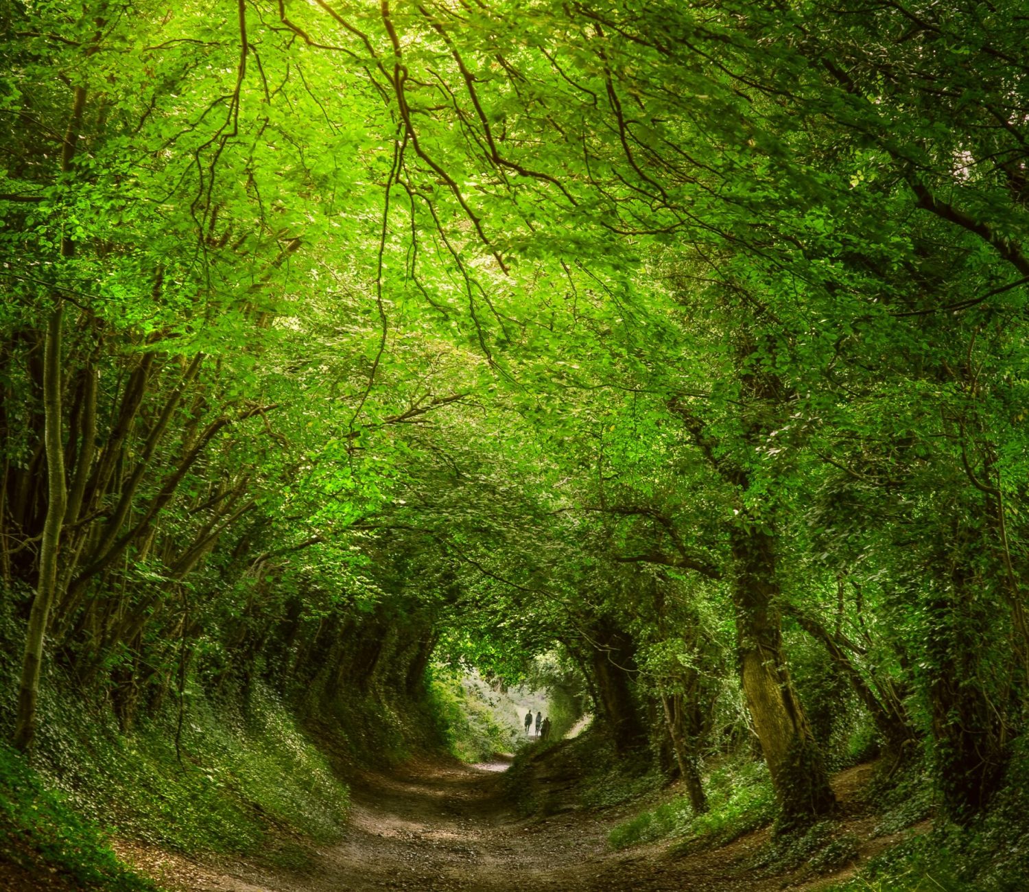 zoltan-tasi-RUstW44wYPM-unsplash