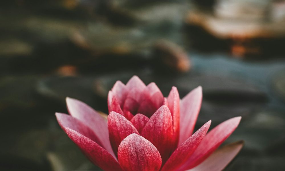 zoltan-tasi-yanhwFwyoaU-unsplash